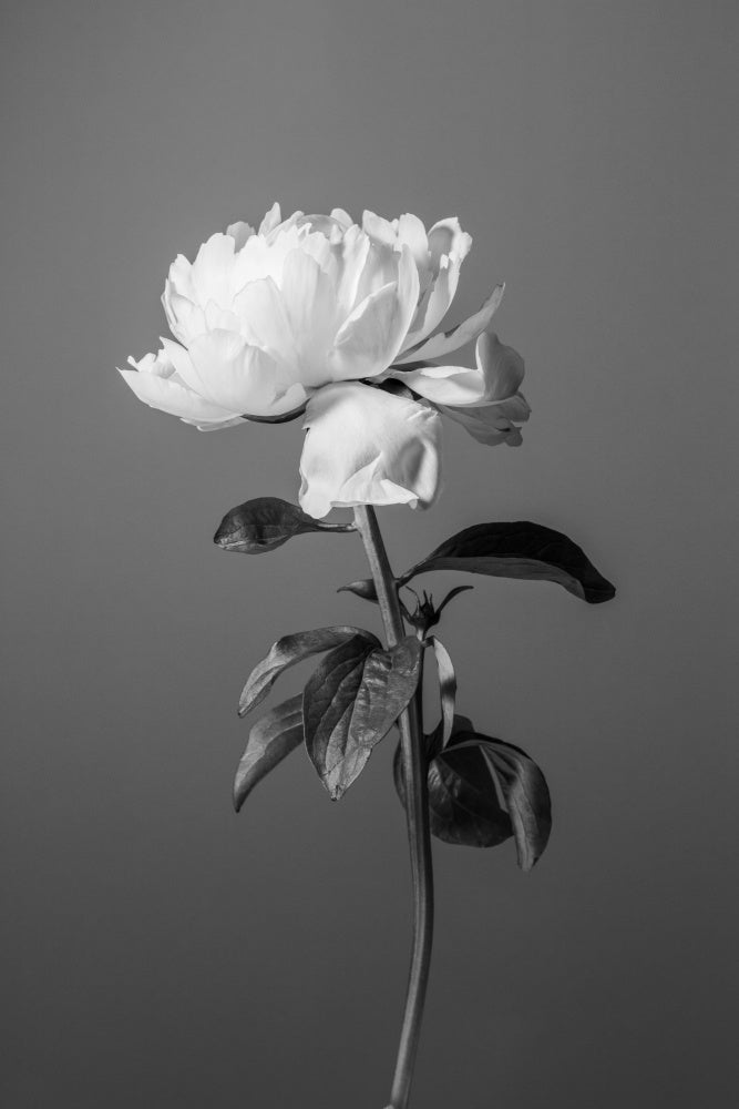 Monochrome Peony Flower | Canvas