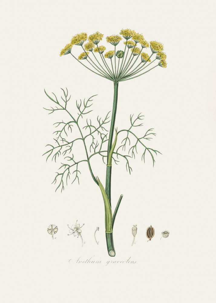 Dill (anethum Graveolens) Medical Botany | Poster