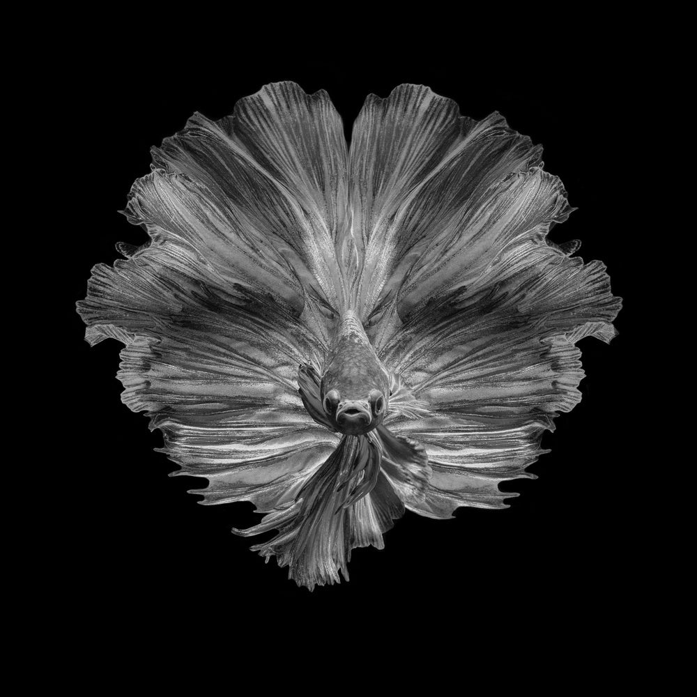 Graceful Betta Portrait | Poster