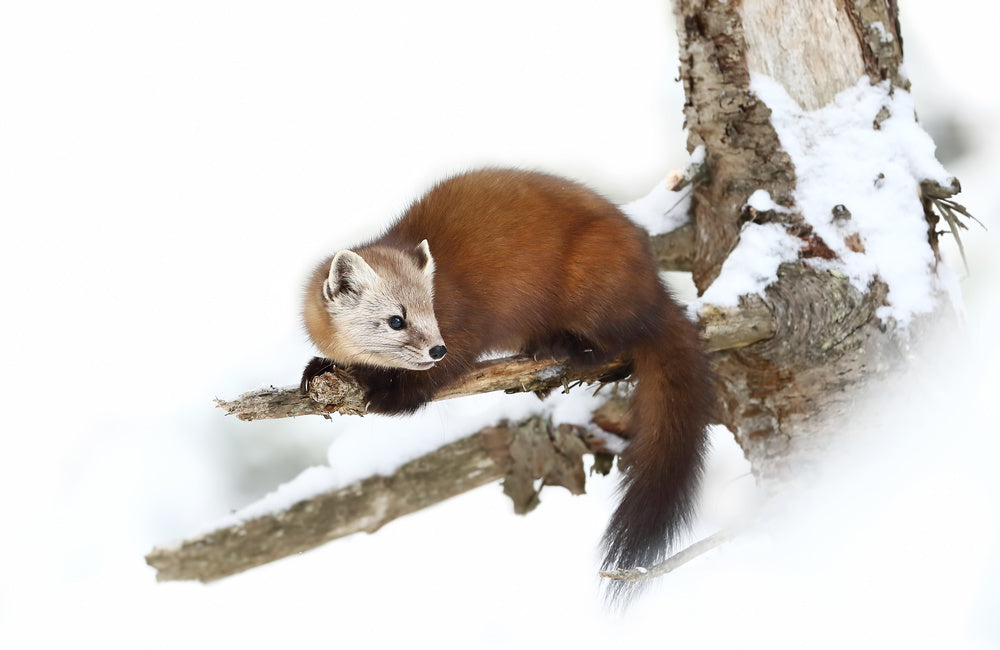 Marten on Snowy Branch | Canvas