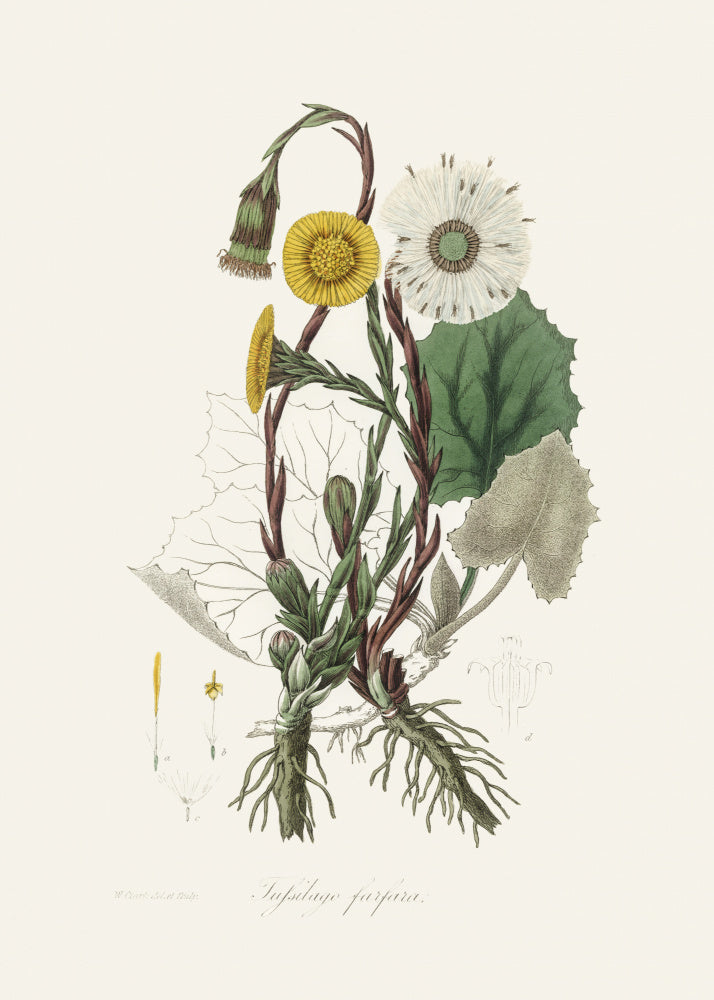 Coltsfoot (tussilago Farfara) Medical Botany | Poster