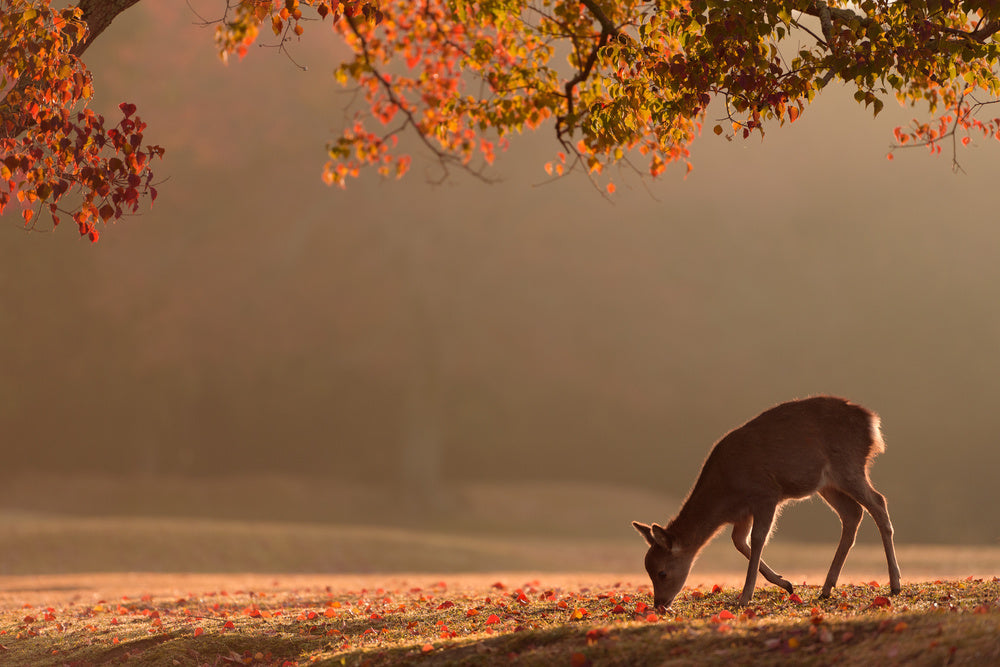 Deer in Autumn Light | Poster