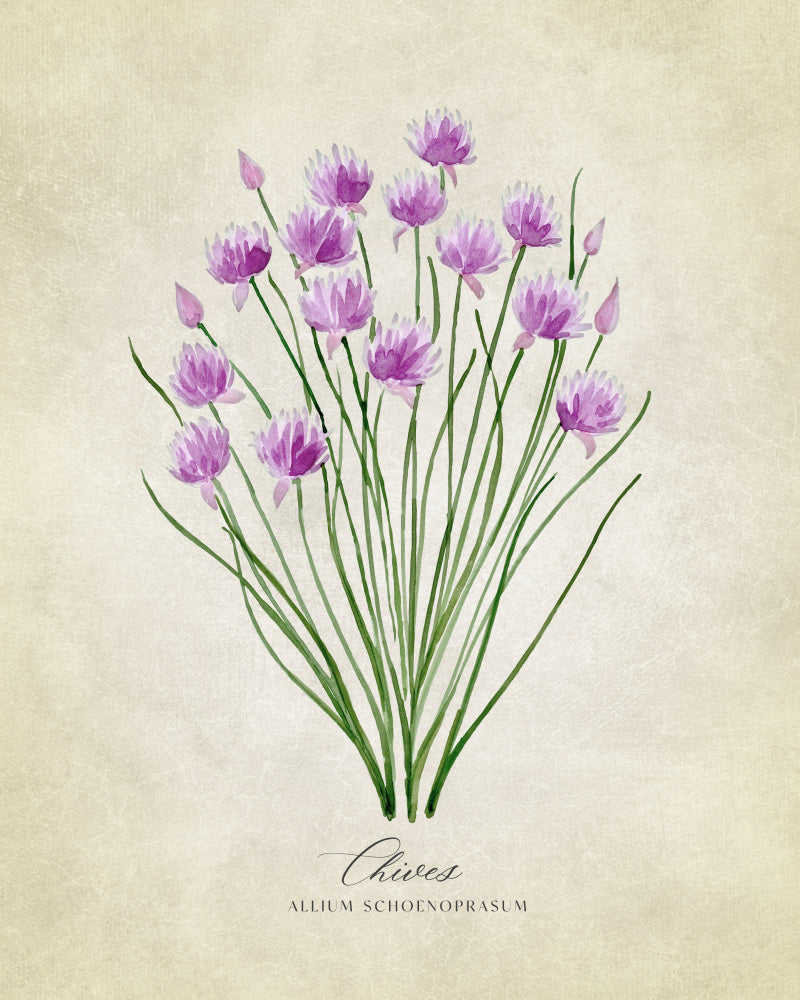 Fresh Chives Bloom | Poster