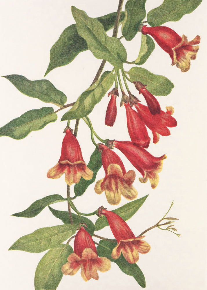 Crossvine From North American Wildflowers (1925) By Mary Vaux Walcott | Canvas