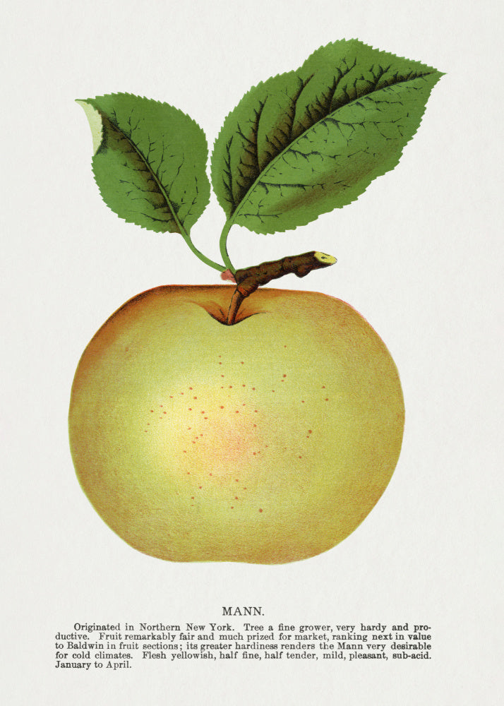 Mann Apple Lithograph | Poster
