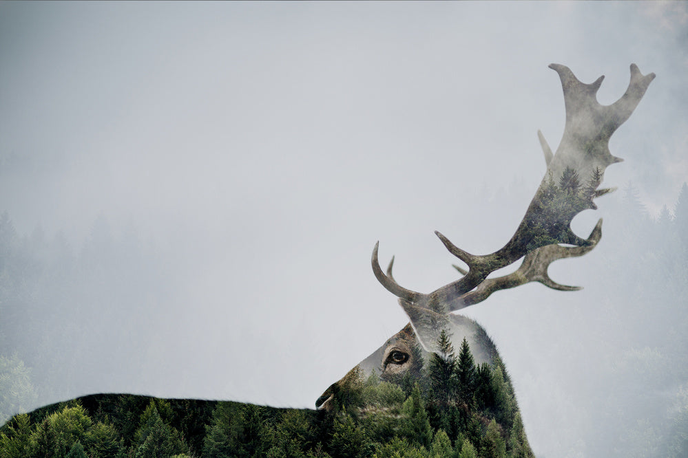 Forest Deer Spirit | Canvas