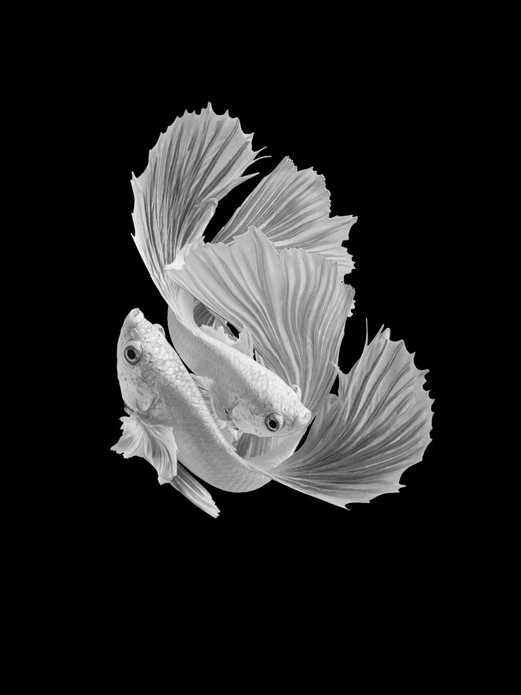 Betta Fish Dance | Canvas
