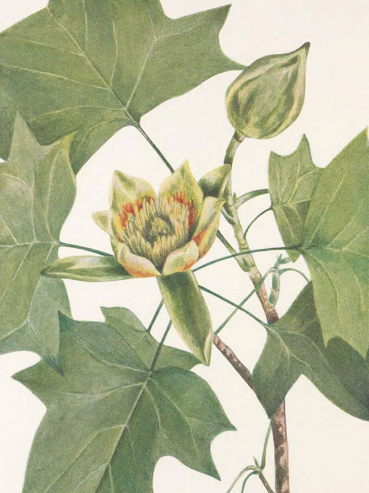 Tulip Tree From North American Wildflowers (1925) By Mary Vaux Walcott. | Canvas