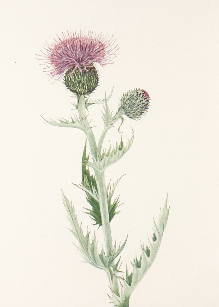 Prairie Thistle From North American Wildflowers (1925) By Mary Vaux Walcott. | Poster