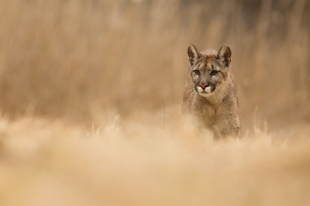 Cougar in Golden Grass | Poster