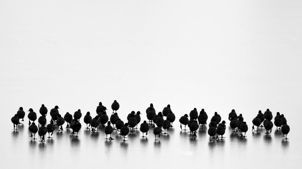 Black Birds On Ice | Poster
