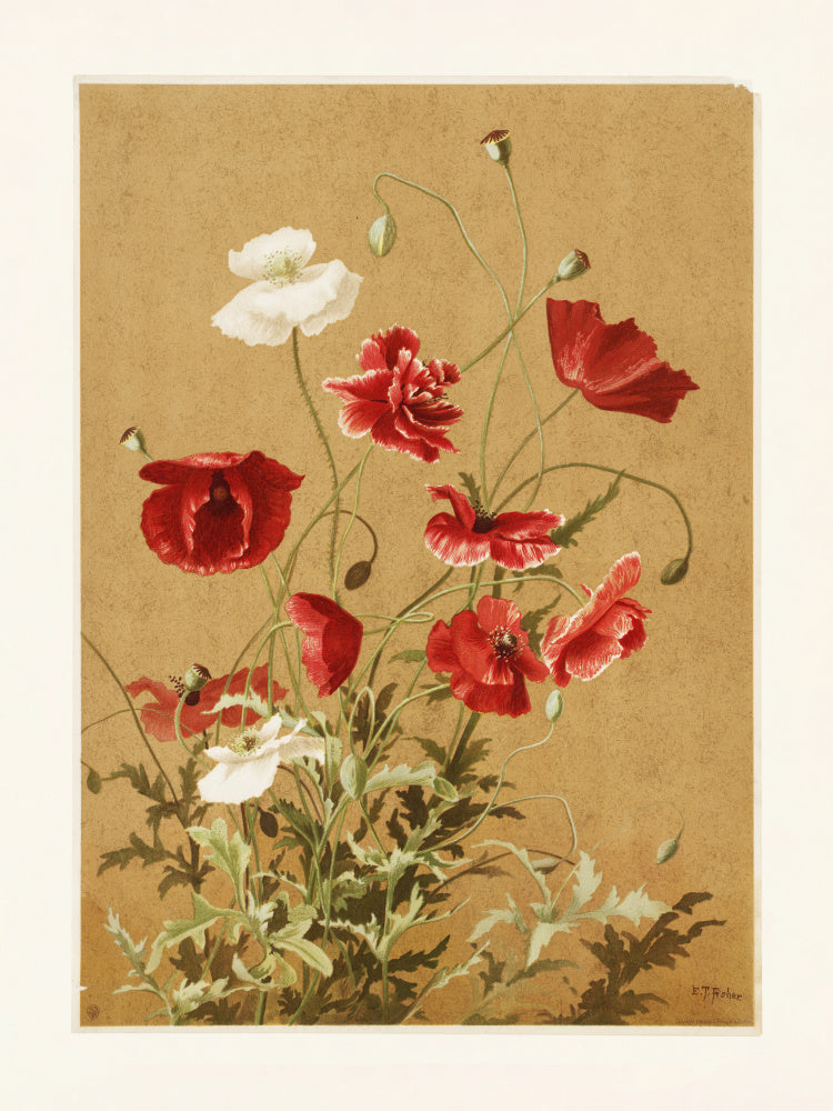 Poppies No. 3 By Ellen Thayer Fisher | Canvas