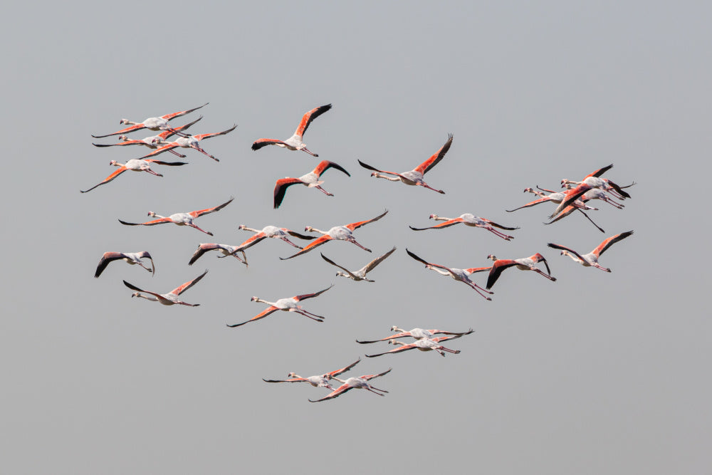 Flamingos In Flight | Poster