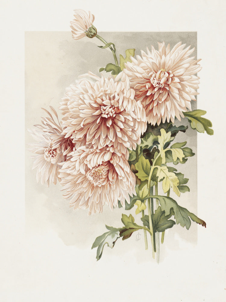 Chrysanthemums | Canvas
