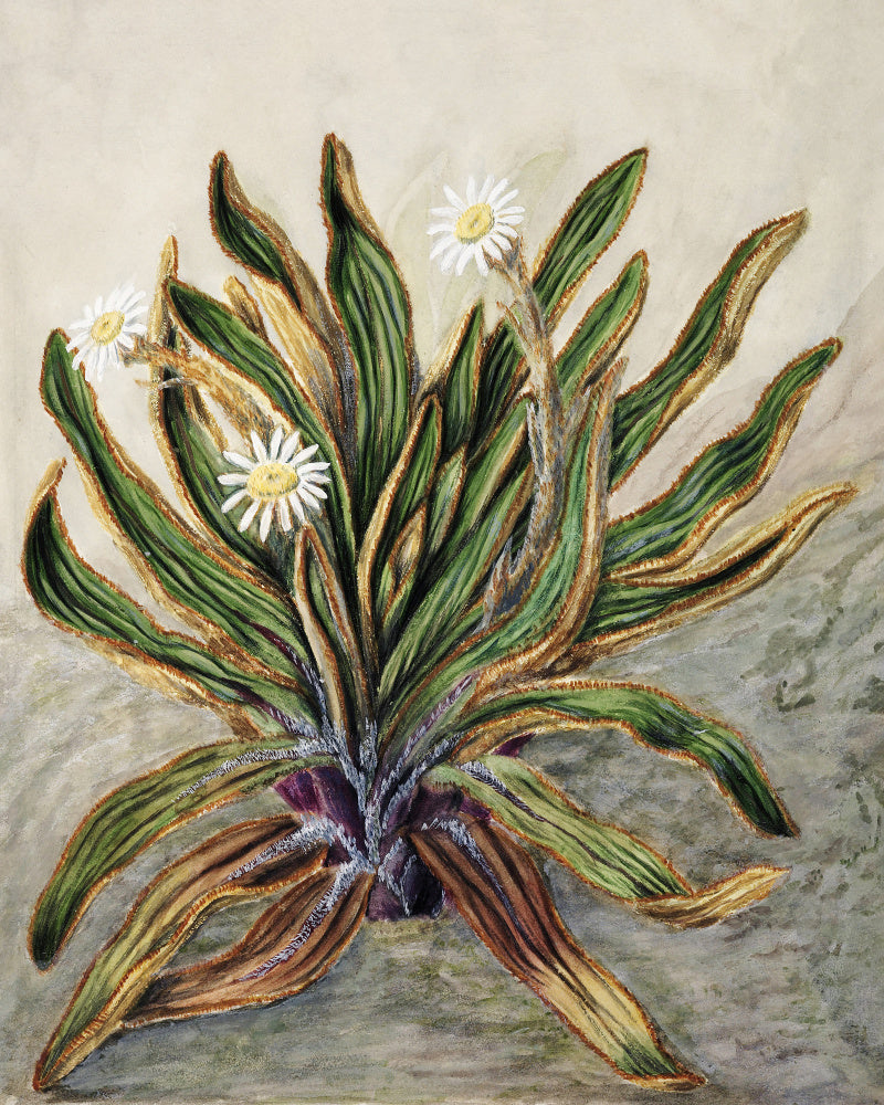 Mountain Daisy Drawn By Sarah Featon (1848–1927) | Poster