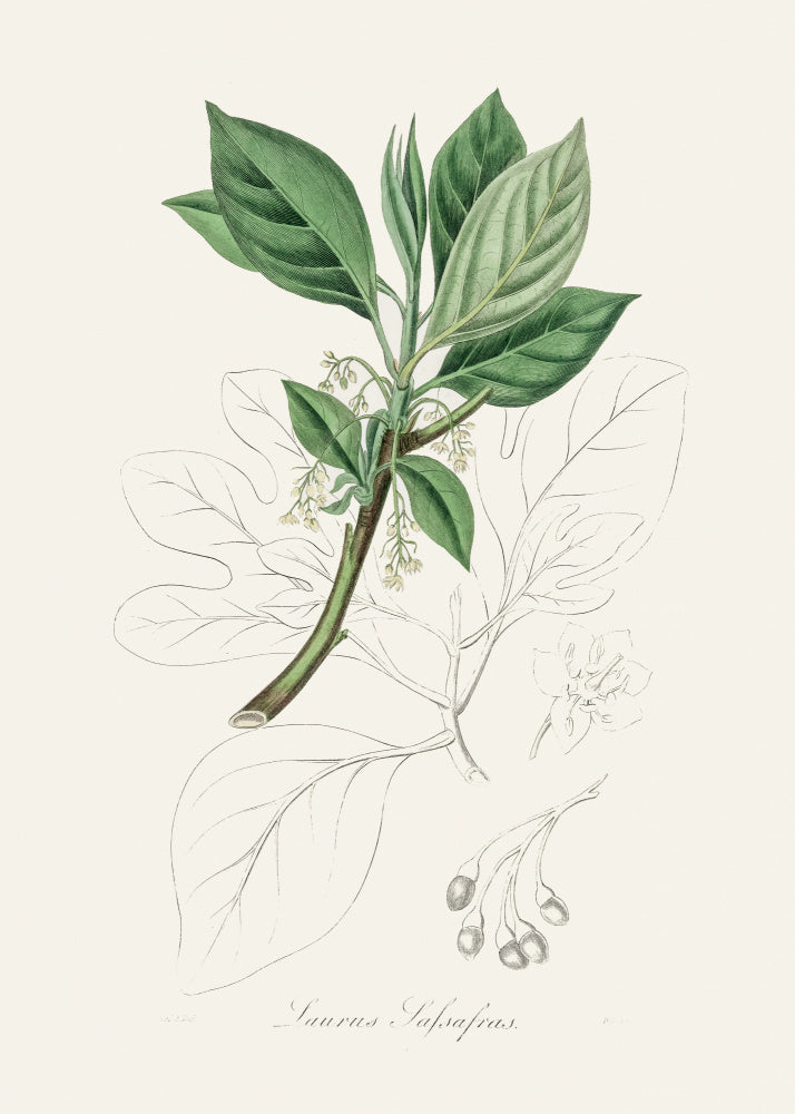 Sassafras (laurus Sassafras) Medical Botany | Poster