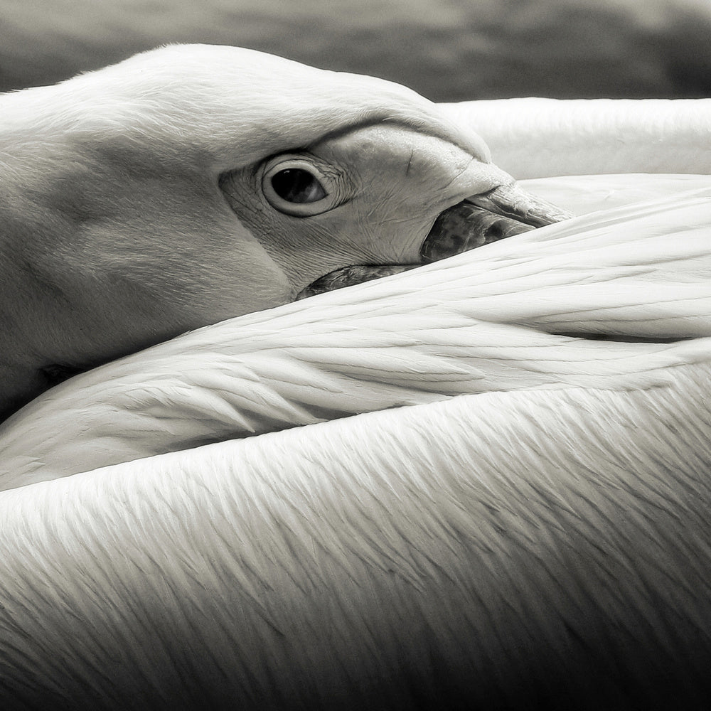 Calm Pelican Close-up | Poster
