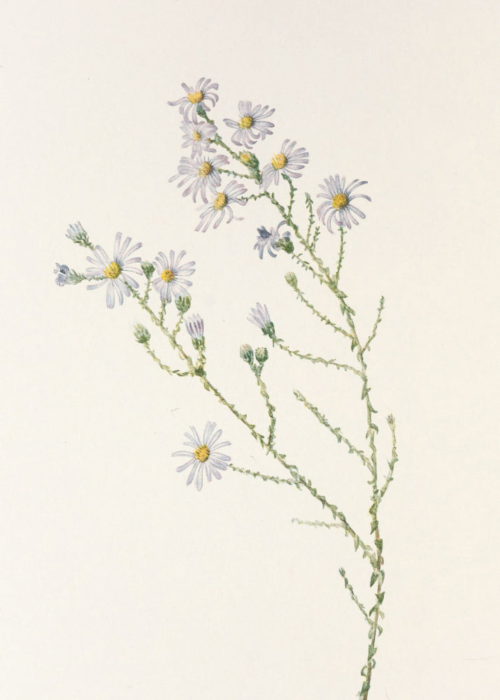 Pineland Aster From North American Wildflowers (1925) By Mary Vaux Walcott. | Canvas