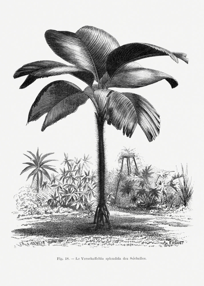 Vintage Palm Tree Drawing Iii | Canvas