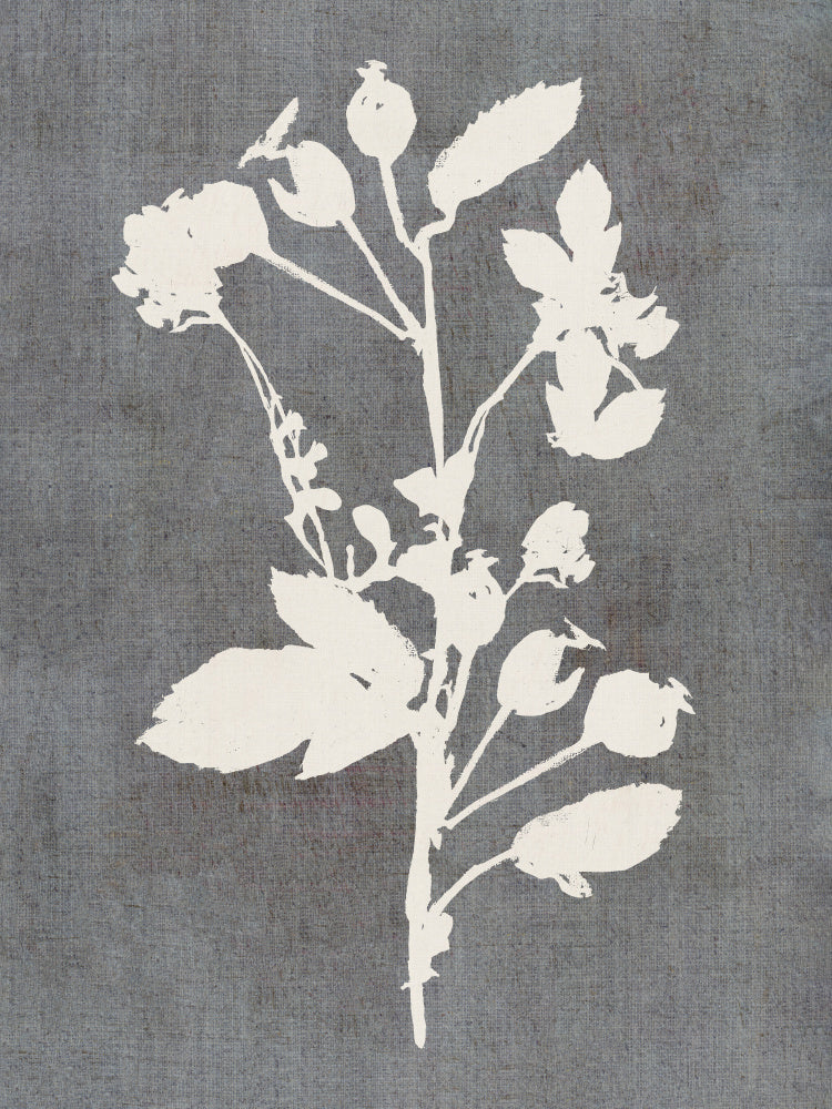 Botanical Rose Silhouette | Poster