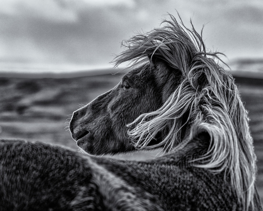 Wild Horse Mane | Canvas