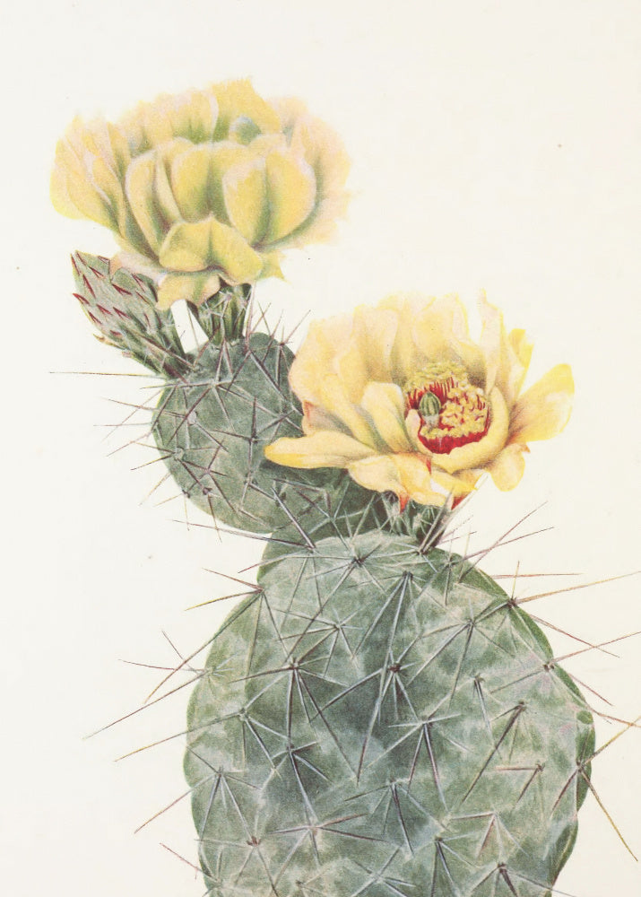 Missouri Prickly Pear From North American Wildflowers (1925) By Mary Vaux Walcott. | Poster