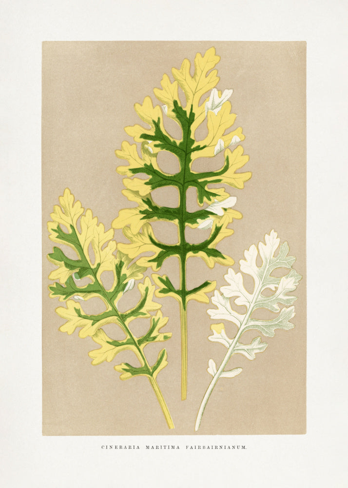 Cineraria Maritima Fairbairnianum Leaf Illustration | Poster