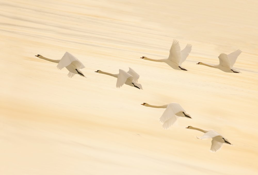 Golden Swans Soaring | Poster