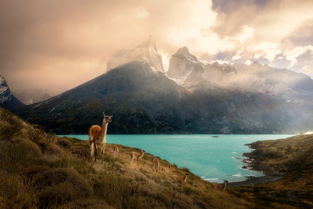 Patagonia Guanaco Peaks | Poster