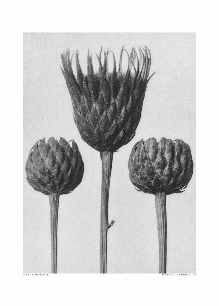 Serratula Nudicaulis | Canvas