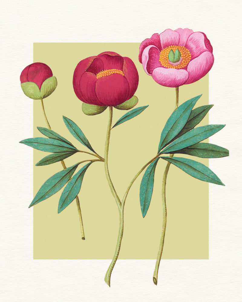 Botanical Peony Blooms | Canvas