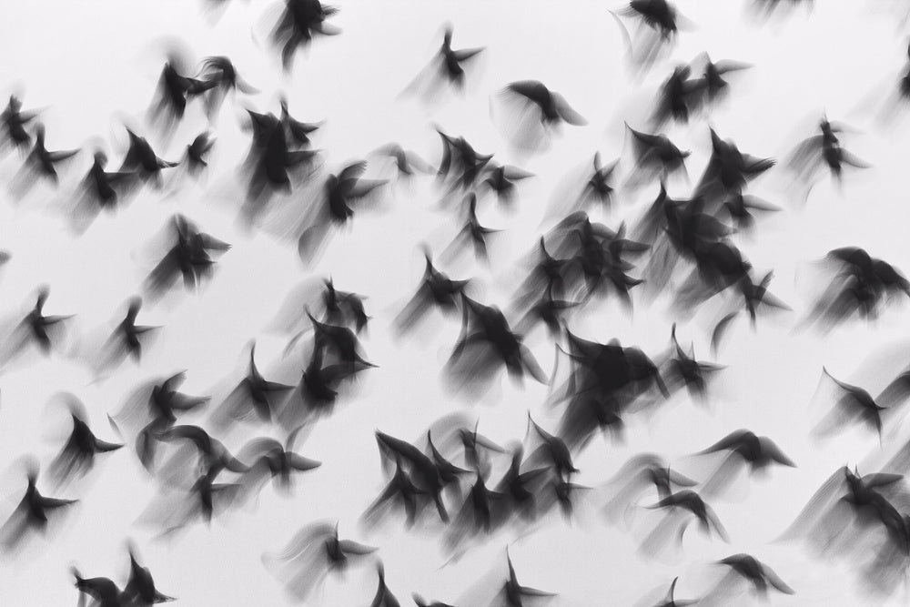 Dynamic Flying Flock | Poster