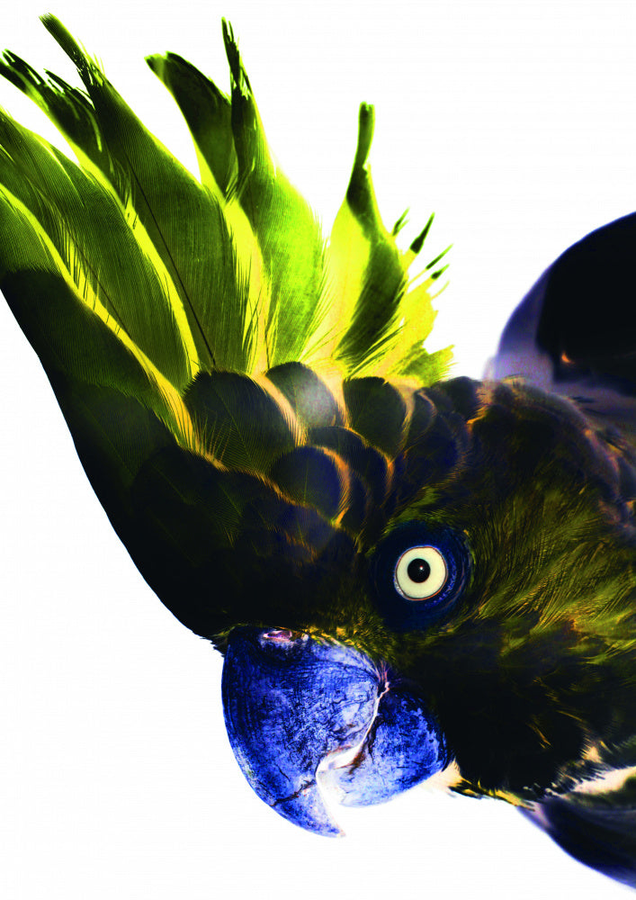 Vivid Bird Glance | Poster
