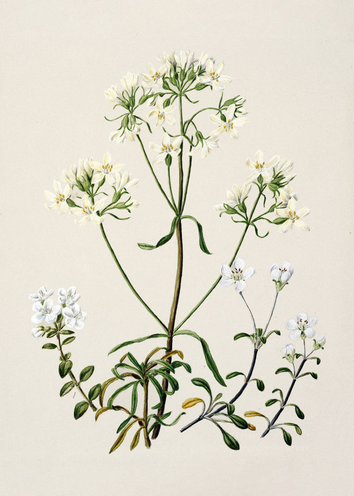 New Zealand Gentiana Drawn By Sarah Featon (1848–1927) | Poster