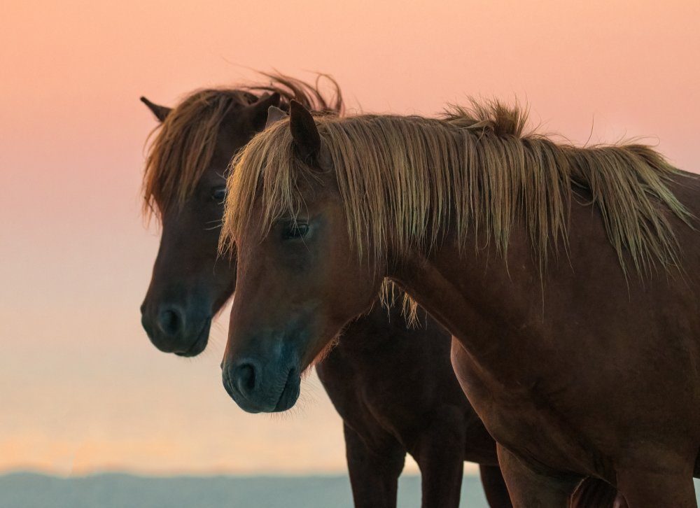 Peaceful Wild Horses | Poster