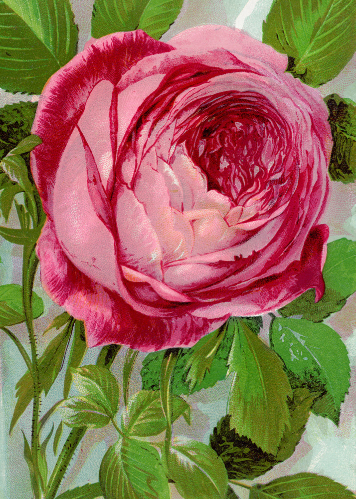 Pink Rose, Mrs John Laing Lithograph | Canvas