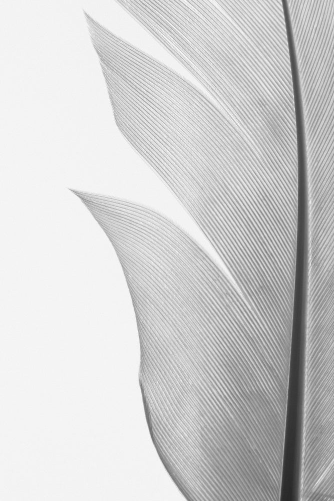 Delicate White Feather | Canvas