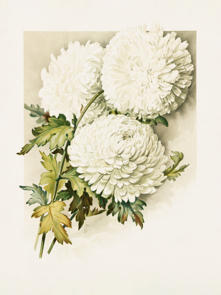 Chrysanthemums for Christmas Eve | Poster