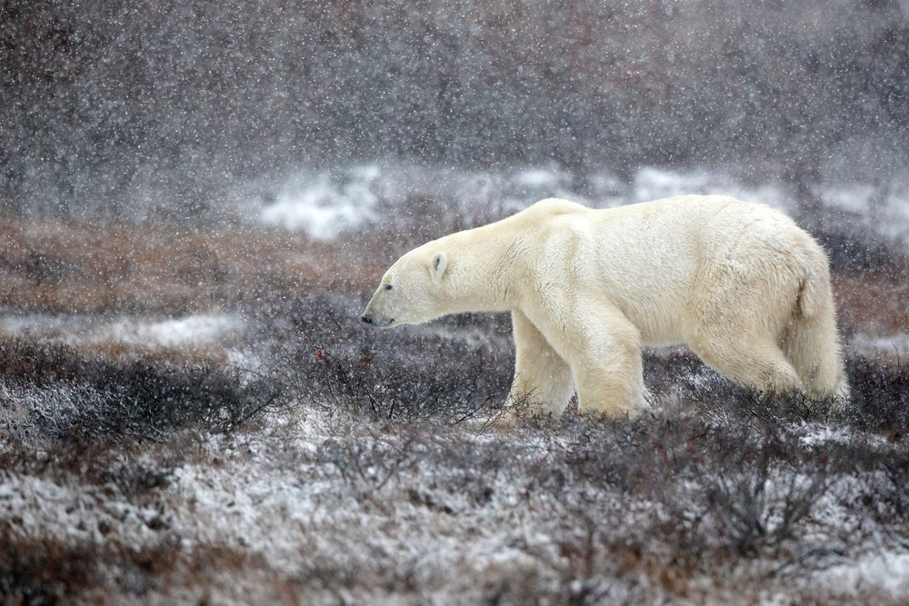 Snowfall Polar Bear | Canvas