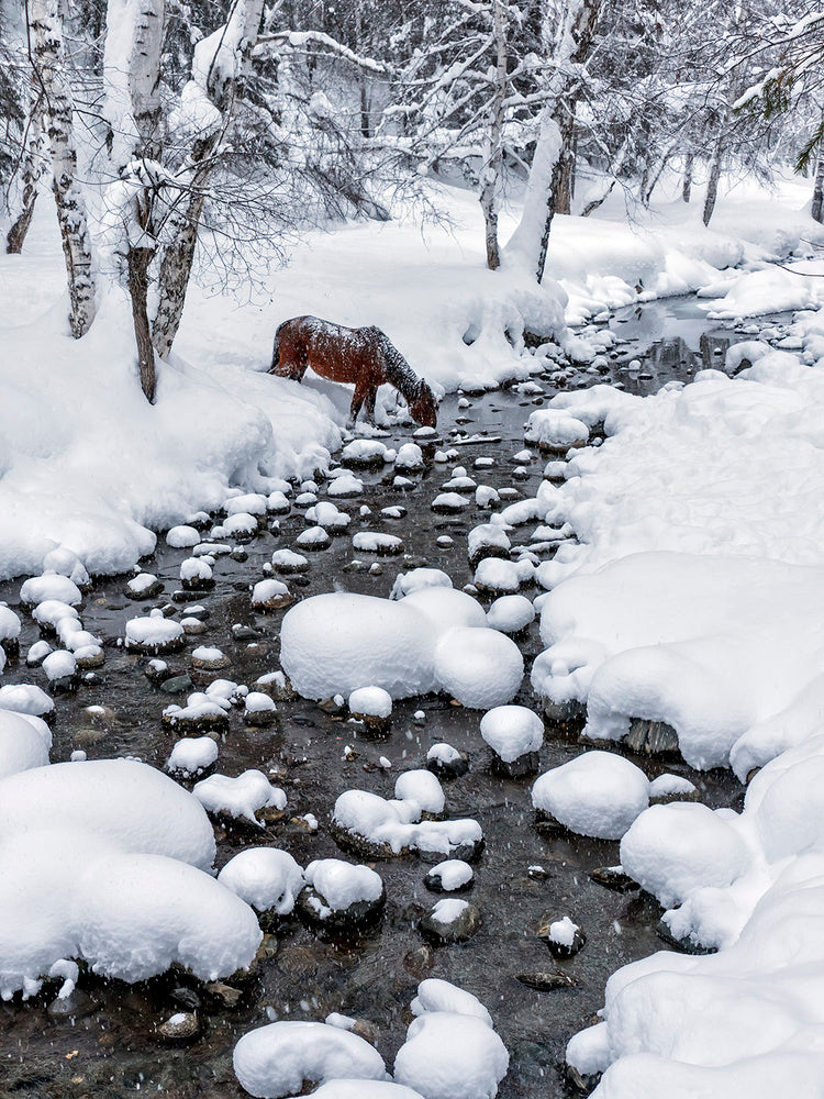 Snowy Forest Horse | Canvas