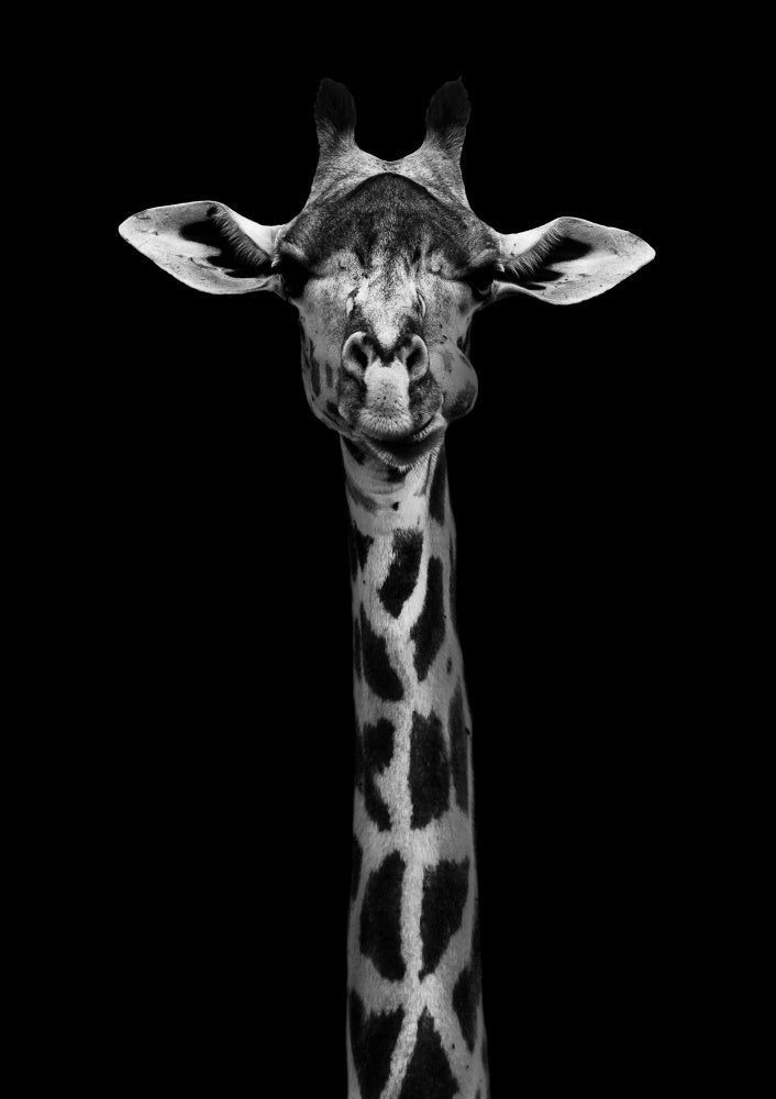 Elegant Giraffe Portrait | Canvas