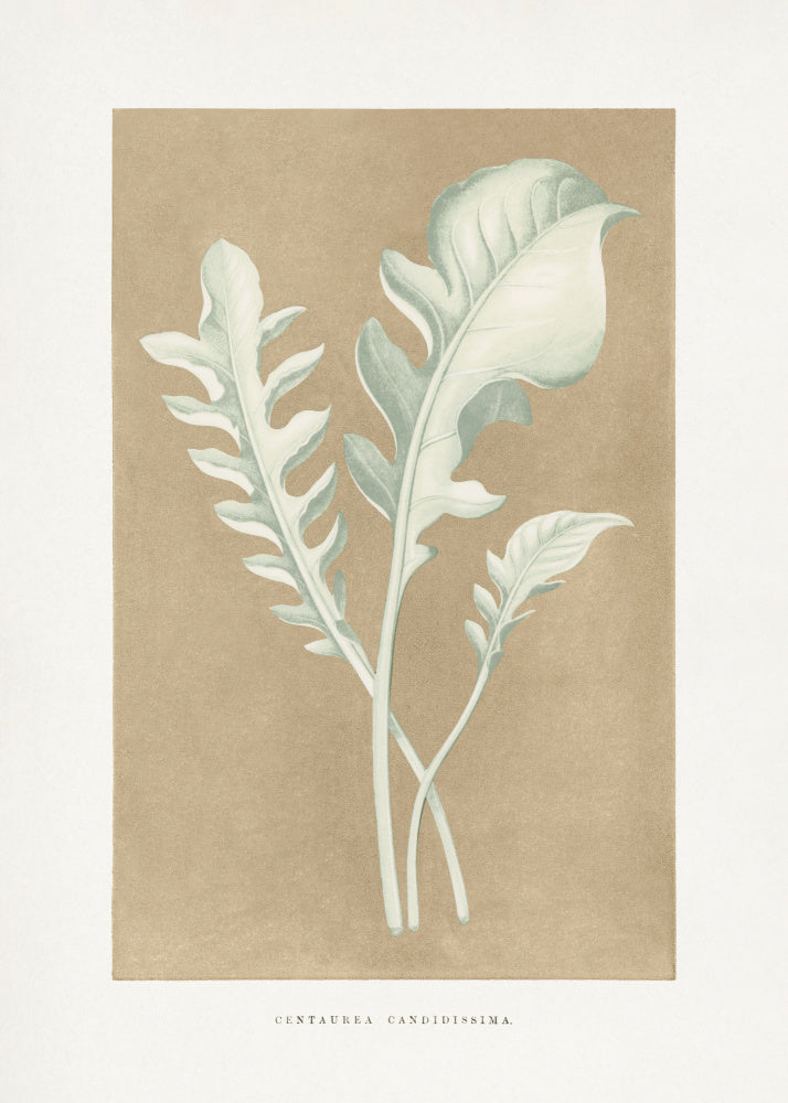 Centaurea Candidissima Leaf Illustration | Poster