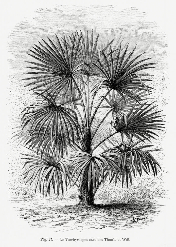 Vintage Palm Tree Drawing Xi | Canvas