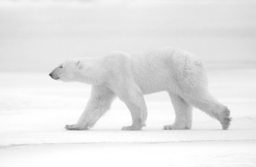 Walking Polar Bear | Poster