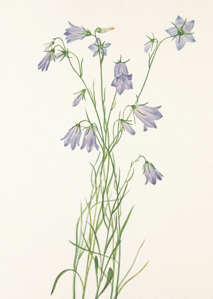 Harebell From North American Wildflowers (1925) By Mary Vaux Walcott | Poster