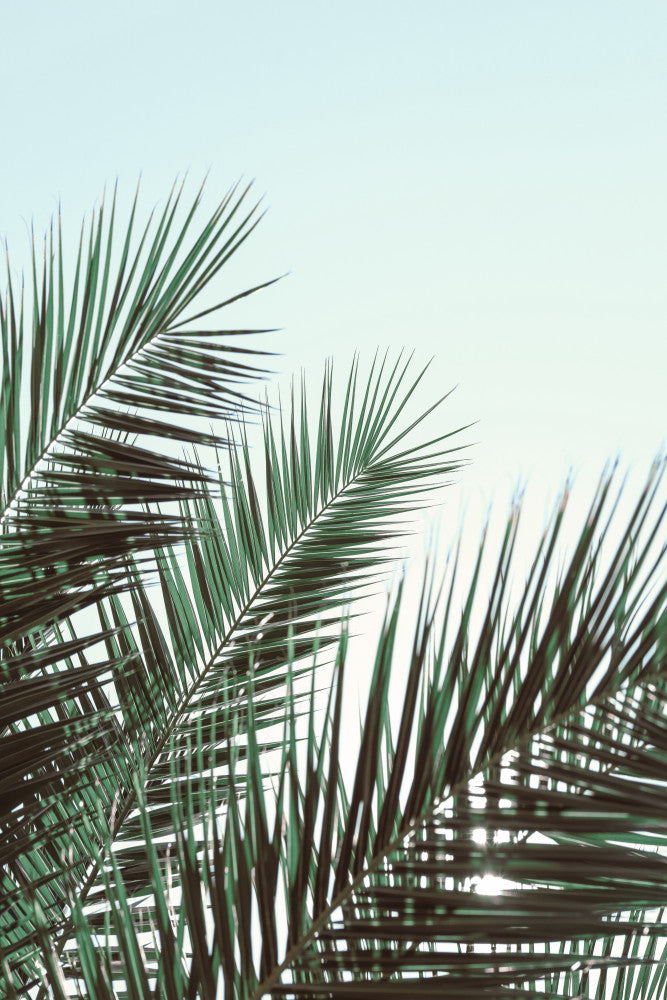 Tropical Palm Fronds | Poster
