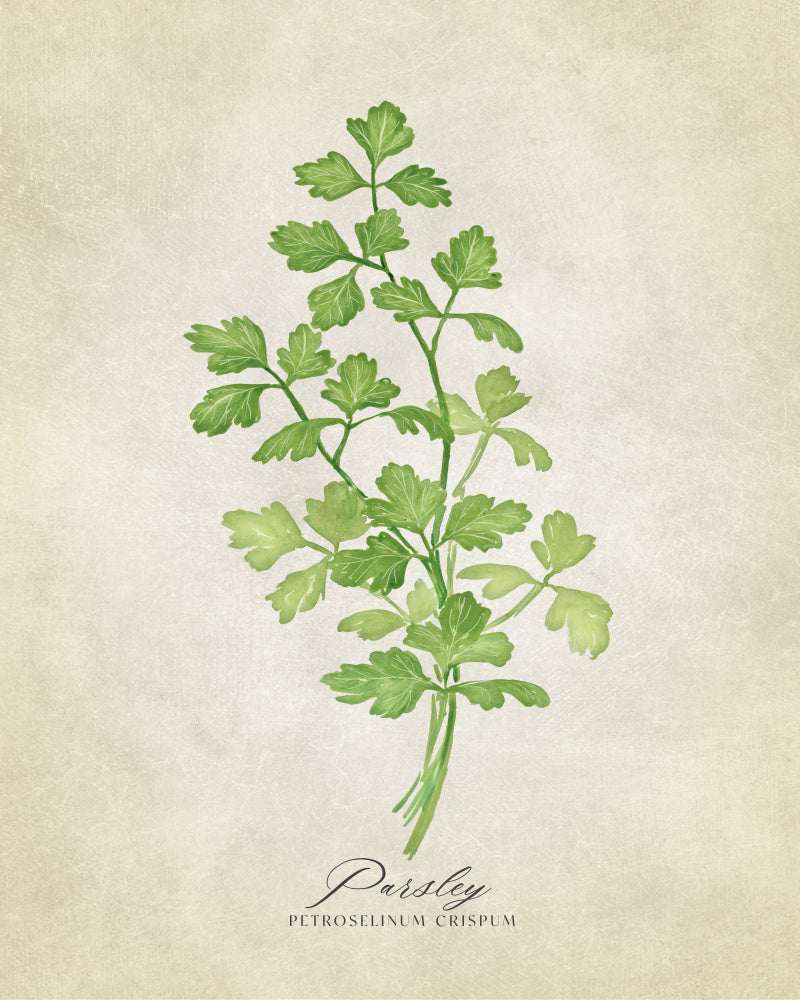 Green Parsley Botanical | Canvas