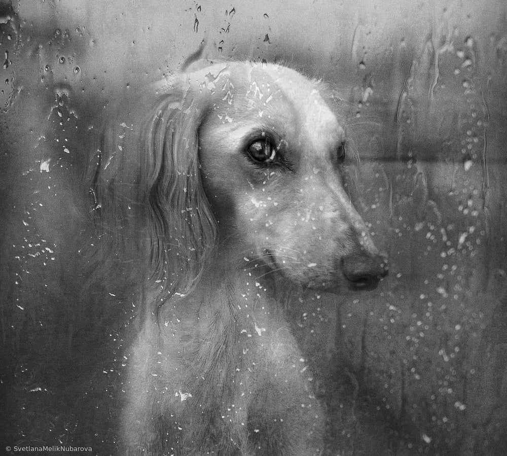 Dog By Rainy Window | Canvas