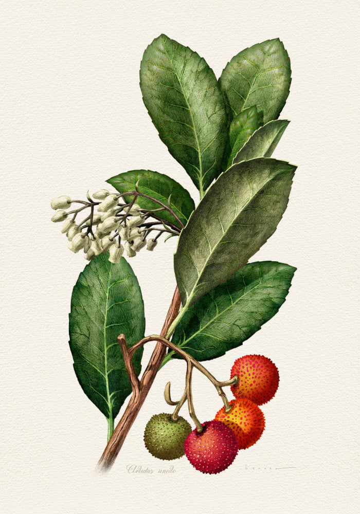 Vintage Strawberry Tree | Canvas