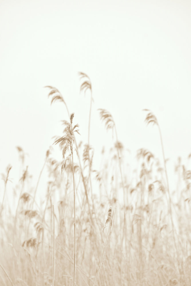Soft Swaying Reeds | Poster